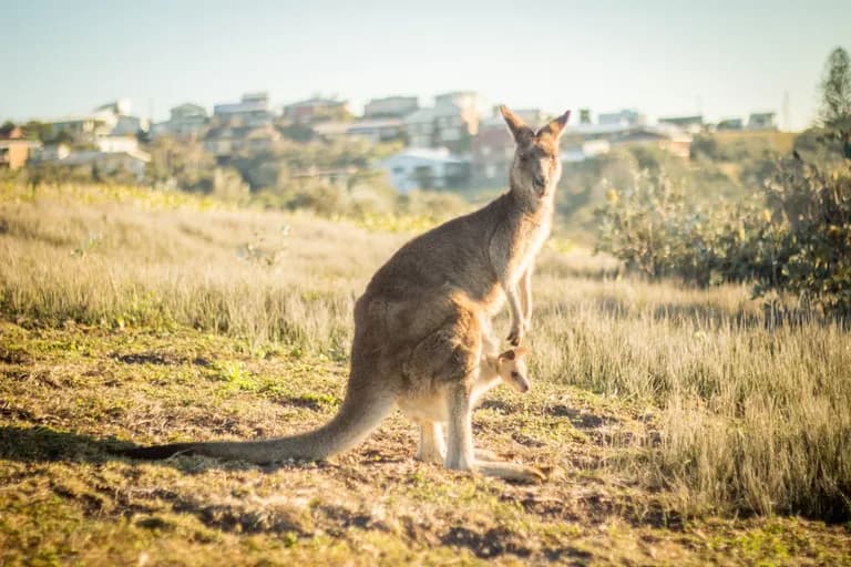 Australie6